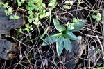 گیسوی بانوی پاییزی , Epipactis spiralis, The Spiraled Spiranthes